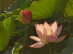 -丰台花园