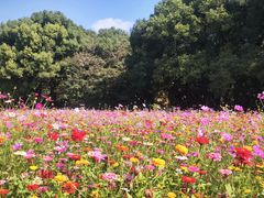 -上海共青森林公园