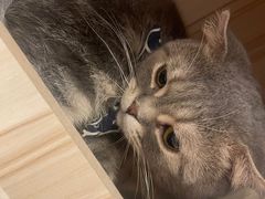 -猫咪派对(江南西店)