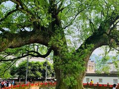 -新安江山水画廊风景区