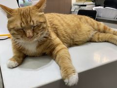 -派特宠物医院(圆融广场店)