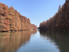 -上海海湾国家森林公园