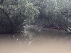 -大湾区中央湿地公园