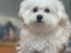 -翊宠yipet猫狗购宠庄园犬舍•猫舍