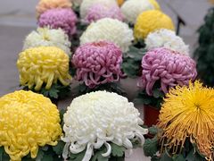 -燕郊植物园