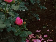 -人民公园(罗湖区)