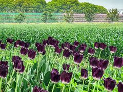 -苏州太湖西山岛开心农场