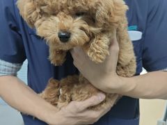 -瑞派·关忠动物医院·猫专科·犬专科(三环新城店)