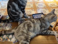 -猫猫幼稚园·撸猫·桌游·电玩