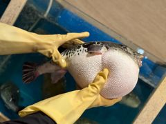 -天正河鲀·河豚亭(大连店)