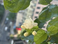 -循礼门鲜花花市(武汉循礼门店)