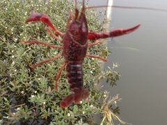 upload_pic-同銮特种养殖场·龙虾垂钓