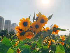 -长白岛森林公园