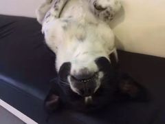 -北京观赏动物医院·24小时大型综合·猫专科·异宠专科