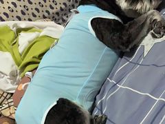 -北京观赏动物医院·24小时大型综合·猫专科·异宠专科