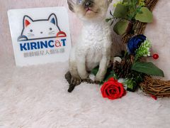 -十年猫舍·猫咪专门店(普陀店)