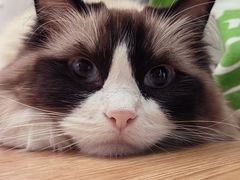 -纳吉亚猫专科动物诊疗中心(蒋宅口分院)