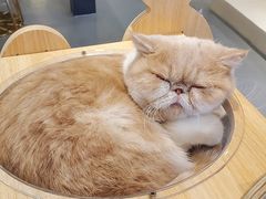 -飞行喵MR PILOT|猫舍·猫咖(静安大融城店)