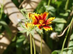 -黑龙江省森林植物园