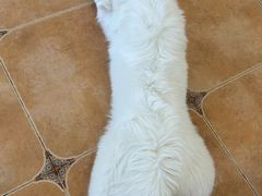 -Let's go狗咖·猫咖·奶狗·桌游(春熙路IFS店)