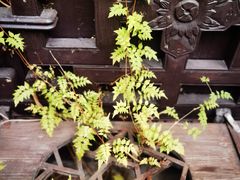 -南京市民俗博物馆(甘熙故居)