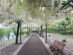 -嘉定紫藤园