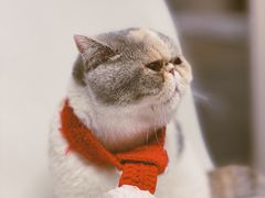 -More Fun猫咖 二十只万元加菲主题
