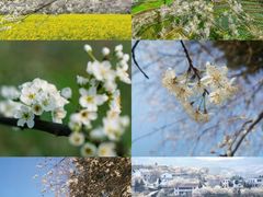 -樱桃山旅游景区