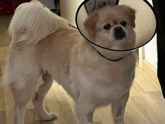 -北京恒爱动物医院(清景园分院)