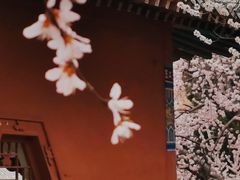 -桃花堤公园