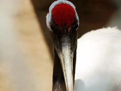 iphone_upload_pic-西安秦岭野生动物园