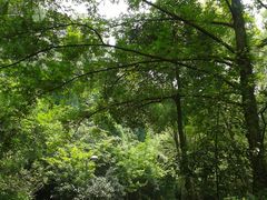 -西湖风景区-江洋畈生态公园