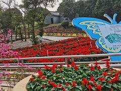 -松山湖梦幻百花洲