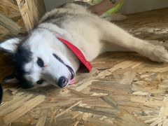 -Husky Go! 哈士奇体验馆·宠物咖啡厅狗咖