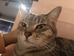 -猫儿山۰猫主题餐厅