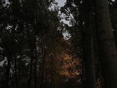 -三圣花乡旅游区