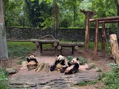 -都江堰中华大熊猫苑