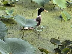-莲湖公园