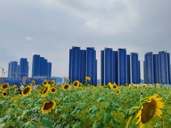 -光明小镇欢乐田园