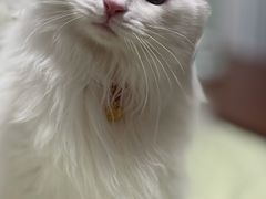 -美联众合动物医院·24h转诊中心