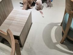 -藏猫猫咖啡主题馆(中央大道店)