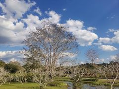 -中国科学院西双版纳热带植物园