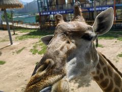 -西霞口神雕山野生动物世界