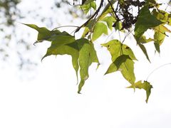 -蓝小轩蛋糕·面包(趣春店)