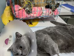 -达爱动物医院·犬猫分区·CT·复杂眼科(远洋山水分院)