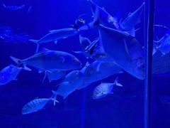 -江和美海洋公园