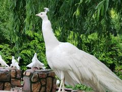 -J Create城市露营咖啡·简餐·宠物(上海动物园店)