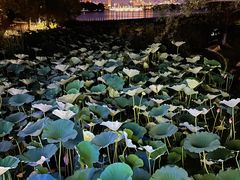 -长春市南湖公园