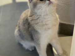 -琪喵猫屋·撸猫猫咖·猫舍
