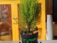 -龙大花卉苗木市场